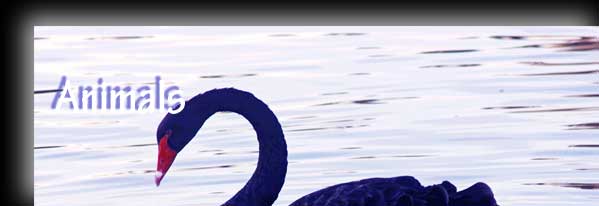 Animals Gallery Collections