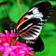 Butterfly1