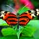 Butterfly2