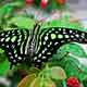 Butterfly3