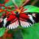 Butterfly - 4