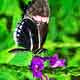 Butterfly - 5