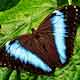 Butterfly - 6
