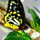 Butterfly - 7