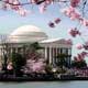 DC Cherry Blossoms