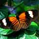 Key West Butterfly - 1