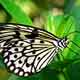 Key West Butterfly - 2