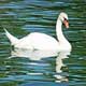 Magical White Swan