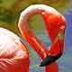 Pink Flamingo - 3