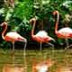Pink Flamingos - 1