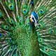 Pretty Peacock