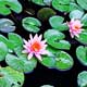 DC Water Lillies Inspired